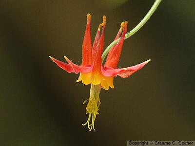 Western Columbine (Aquilegia formosa) - Western Columbine
