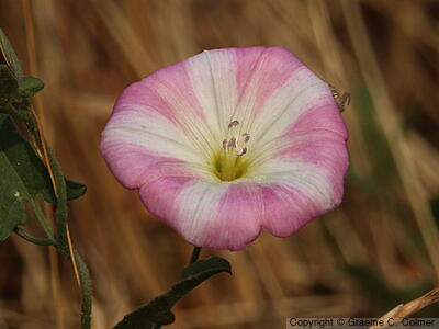 Creeping Jenny (Convolvulus arvensis) - Creeping Jenny
