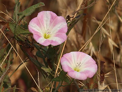 Creeping Jenny (Convolvulus arvensis) - Creeping Jenny