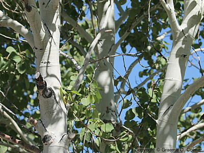 Quaking Aspen (Populus tremuloides) - Quaking Aspen