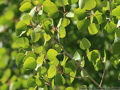 Quaking Aspen (Populus tremuloides) - Quaking Aspen