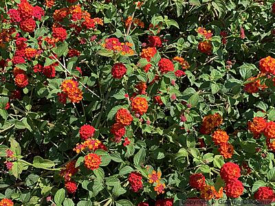 Largeleaf Lantana (Lantana camara) - Lantana