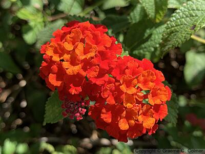 Largeleaf Lantana (Lantana camara) - Lantana