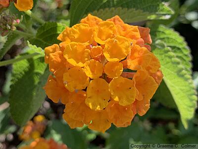 Largeleaf Lantana (Lantana camara) - Lantana