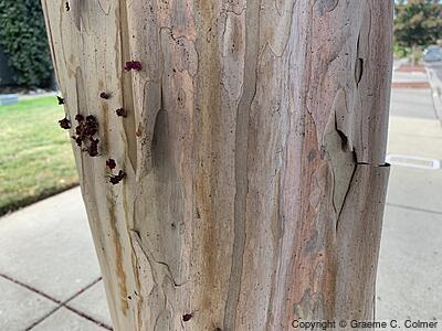 Crapemyrtle (Lagerstroemia indica) - Crapemyrtle