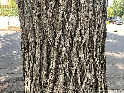 Sweetgum (Liquidambar styraciflua) - Sweetgum