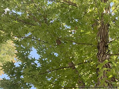 Sweetgum (Liquidambar styraciflua) - Sweetgum