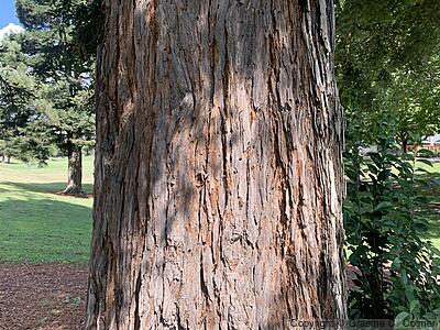 California Redwood (Sequoia sempervirens) - California Redwood