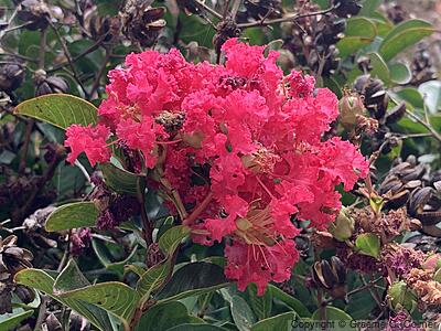 Crapemyrtle (Lagerstroemia indica) - Crapemyrtle