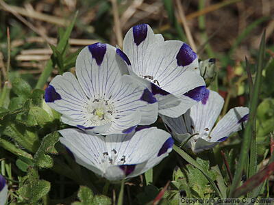 Fivespot (Nemophila maculata) - Fivespot
