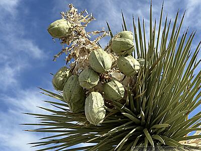 Joshua Tree (Yucca brevifolia) - Fruit