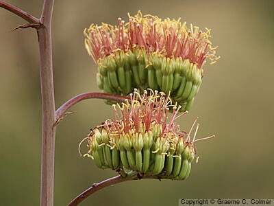 Palmer's Century Plant (Agave palmeri) - Palmer's Century Plant