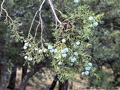 Alligator Juniper (Juniperus deppeana) - Seed cones