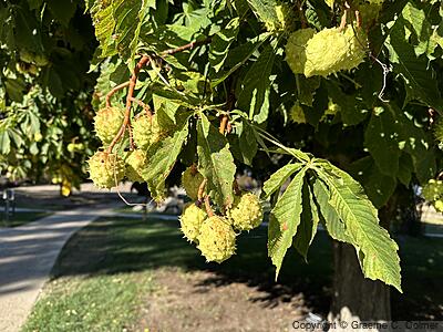 Horse Chestnut (Aesculus hippocastanum) - Fruit