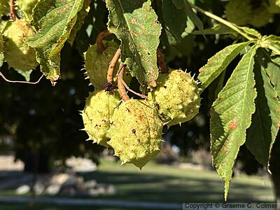 Horse Chestnut (Aesculus hippocastanum) - Fruit