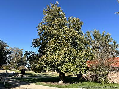 Horse Chestnut (Aesculus hippocastanum) - Horse Chestnut