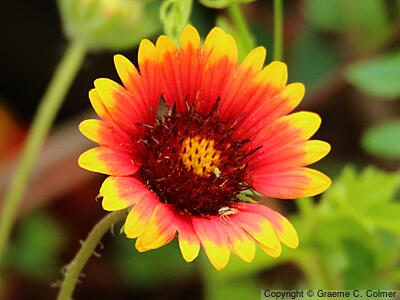 Firewheel (Gaillardia pulchella) - Firewheel