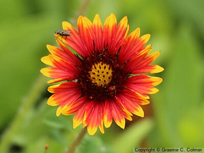 Firewheel (Gaillardia pulchella) - Firewheel