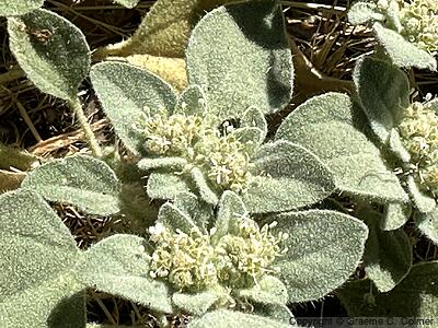Dove Weed (Croton setiger) - Dove Weed