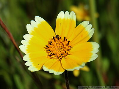 Coastal Tidytips (Layia platyglossa) - Coastal Tidytips