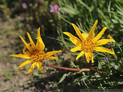 California Compassplant (Wyethia angustifolia) - California Compassplant
