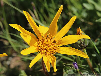 California Compassplant (Wyethia angustifolia) - California Compassplant