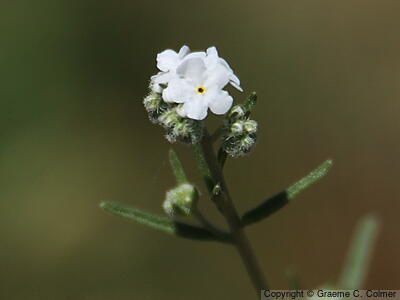 Rusty Popcornflower (Plagiobothrys nothofulvus) - Rusty Popcornflower