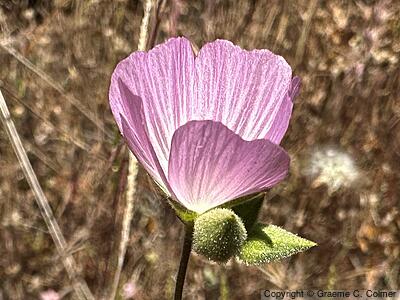 Fringed Checkerbloom (Sidalcea diploscypha) - Fringed Checkerbloom