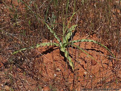 Wavyleaf Soap Plant (Chlorogalum pomeridianum) - Wavyleaf Soap Plant