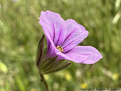 Longbeak Stork's Bill (Erodium botrys) - Longbeak Stork's Bill