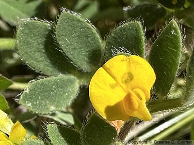 Chilean Bird's-foot Trefoil (Acmispon wrangelianus) - Chilean Bird's-foot Trefoil