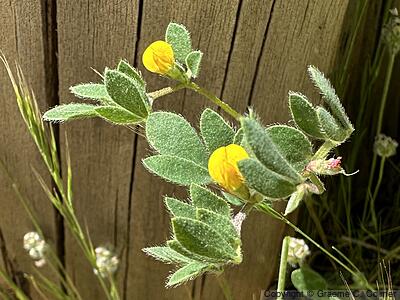 Chilean Bird's-foot Trefoil (Acmispon wrangelianus) - Chilean Bird's-foot Trefoil