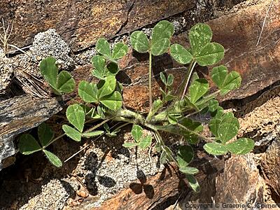 Rose Clover (Trifolium hirtum) - Rose Clover