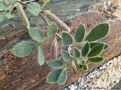 Chilean Bird's-foot Trefoil (Acmispon wrangelianus) - Chilean Bird's-foot Trefoil