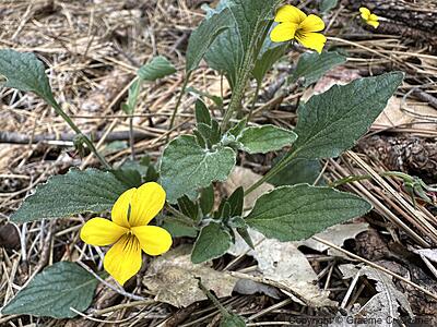 Goose-foot Yellow Violet (Viola purpurea) - Goose-foot Yellow Violet