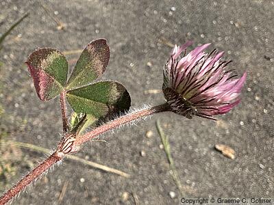Rose Clover (Trifolium hirtum) - Rose Clover