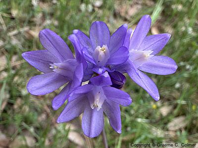 Bluedicks (Dichelostemma capitatum) - Bluedicks