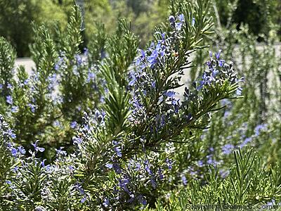 Romero (Rosmarinus officinalis) - Romero