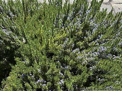 Romero (Rosmarinus officinalis) - Romero