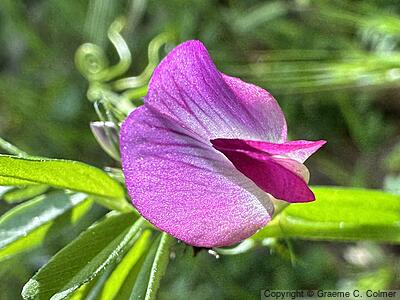 Narrowleaf Vetch (Vicia sativa) - Narrowleaf Vetch