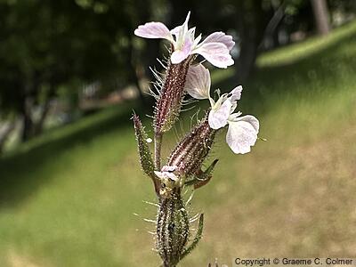 Common Catchfly (Silene gallica) - Common Catchfly