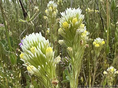 Sagebrush Indian Paintbrush (Castilleja lineariiloba) - Sagebrush Indian Paintbrush