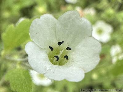 Small Baby Blue Eyes (Nemophila heterophylla) - Small Baby Blue Eyes