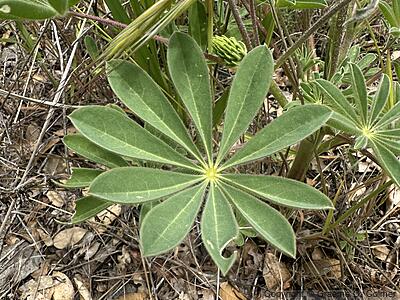 Whitewhorl Lupine (Lupinus densiflorus) - Whitewhorl Lupine