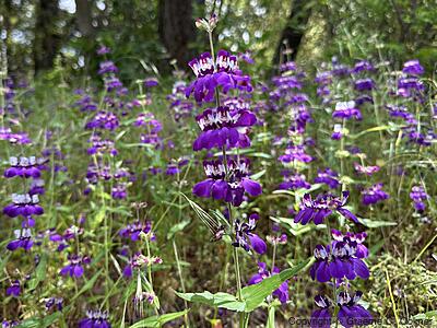 Purple Chinese Houses (Collinsia heterophylla) - Purple Chinese Houses