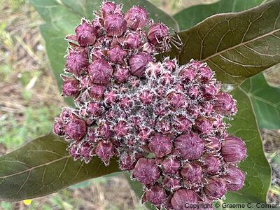 Purple Milkweed (Asclepias cordifolia) - Purple Milkweed