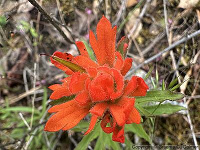 Coast Indian Paintbrush (Castilleja affinis) - Coast Indian Paintbrush