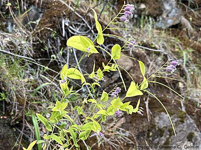 Shieldplant (Streptanthus tortuosus) - Shieldplant