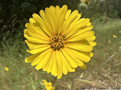 Common Madia (Madia elegans) - Common Madia