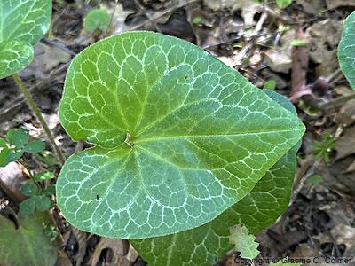 Hartweg's Wildginger (Asarum hartwegii) - Hartweg's Wildginger